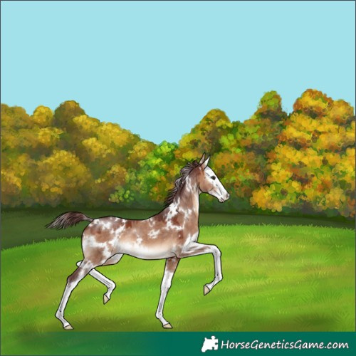 Horse Color:White Spotted Chocolate Bay Dun Splash 