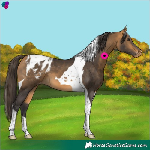 Horse Color:Buckskin Tobiano Blanket 