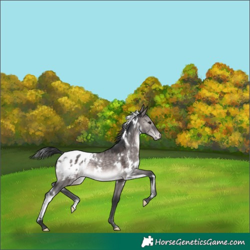 Horse Color:Platinum White Spotted Brown Dun Appaloosa 