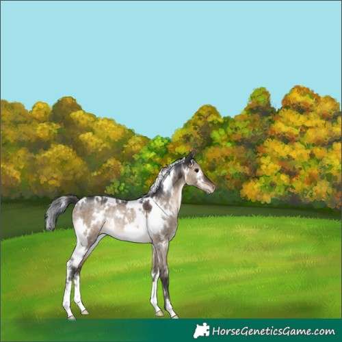 Horse Color:White Spotted Brown Dun Varnish Rabicano 