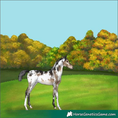 Horse Color:Gray White Spotted Brown Dun Appaloosa Brindle 