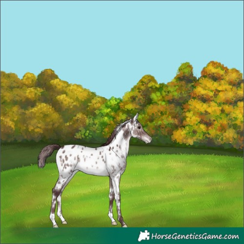 Horse Color:Platinum White Spotted Chocolate Brown Dun Appaloosa Brindle 