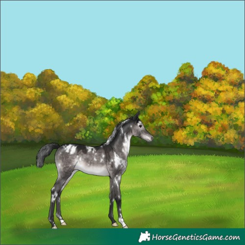 Horse Color:Gray Platinum White Spotted Brown Dun Appaloosa 