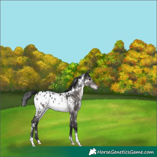 Horse Color:Gray Platinum White Spotted Brown Dun Blanket Brindle 