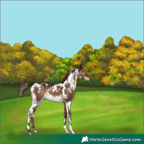 Horse Color:Gray White Spotted Chocolate Brown Dun 