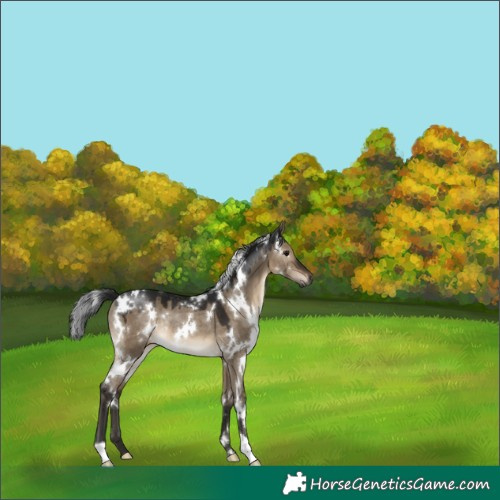 Horse Color:Gray White Spotted Brown Dun Rabicano 