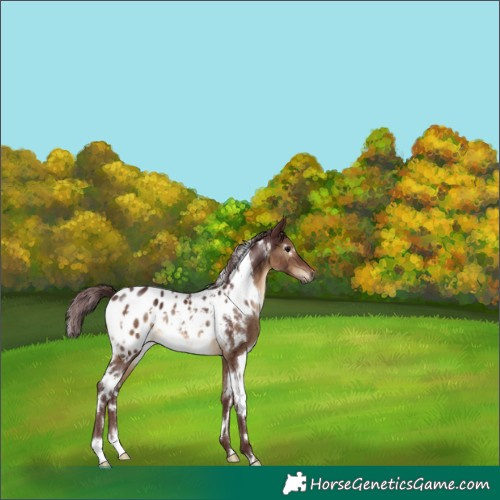Horse Color:Gray White Spotted Chocolate Brown Dun Blanket 