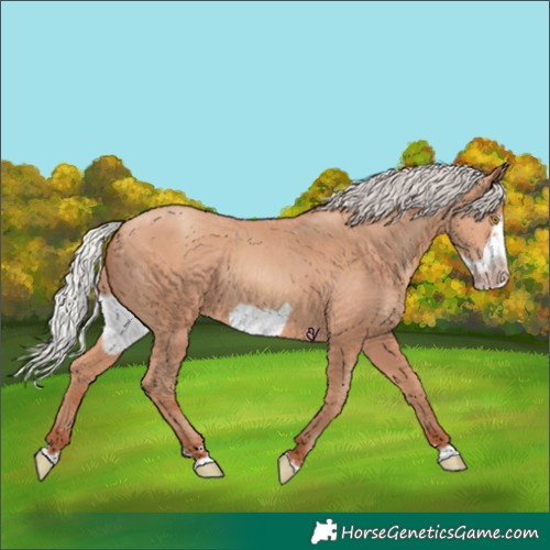 Horse Color:Silver Amber Champagne Frame 