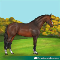Horse Color:Bay 