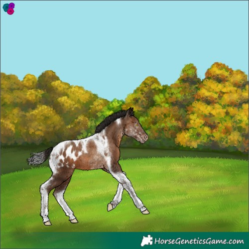 Horse Color:Gray Amber Champagne Tobiano Appaloosa 