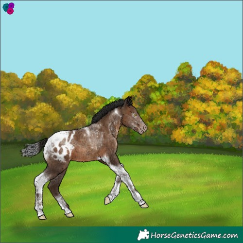 Horse Color:Gray Sable Champagne Tobiano Appaloosa 