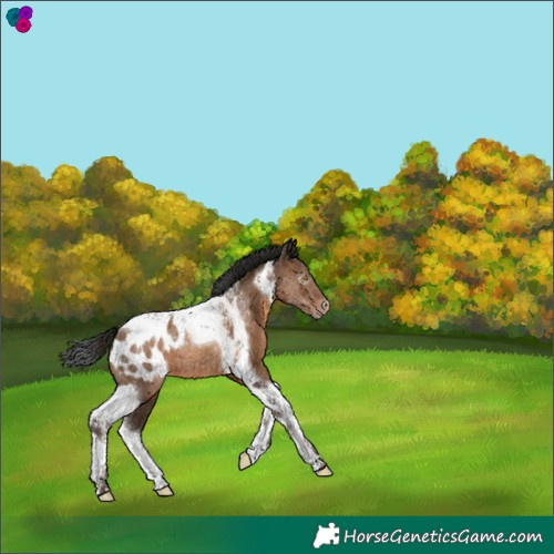 Horse Color:Gray Sable Champagne Tobiano Appaloosa 