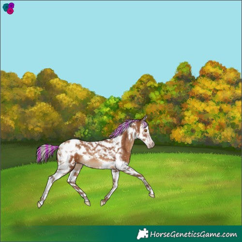Horse Color:Gray Painted Silver Classic Champagne Splash Tobiano Appaloosa 