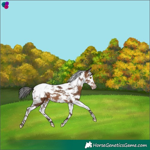 Horse Color:Gray Amber Champagne Splash Tobiano Appaloosa 
