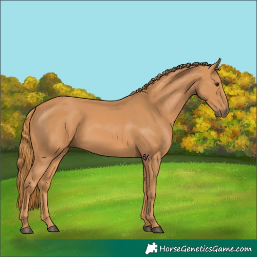 Horse Color:Chestnut 