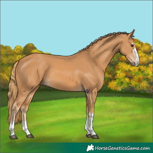 Horse Color:Chestnut 