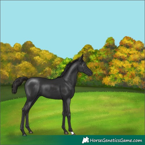 Horse Color:Gray Liver Chestnut 