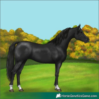 Horse Color:Gray Black 