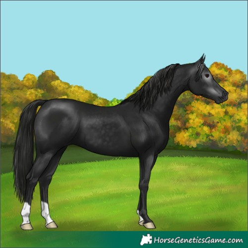 Horse Color:Gray Black 