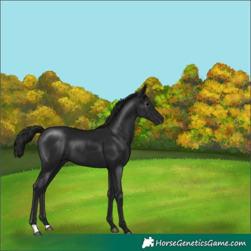 Horse Color:Gray Black 
