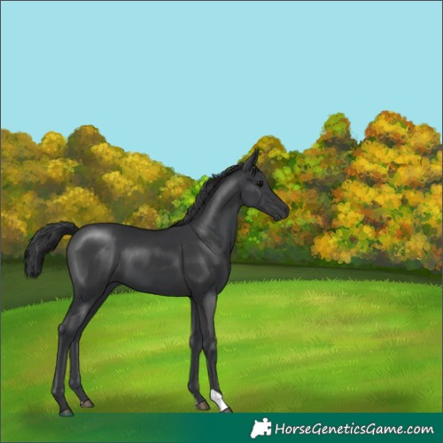 Horse Color:Black 
