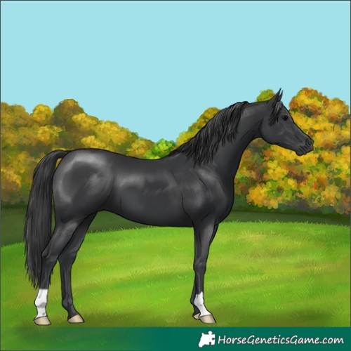 Horse Color:Black 