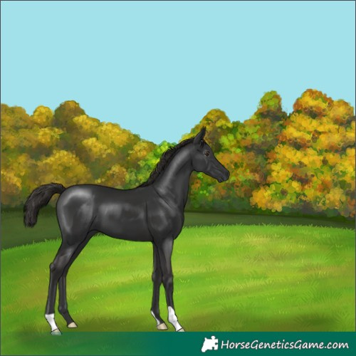 Horse Color:Gray Liver Chestnut