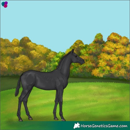 Horse Color:Black 