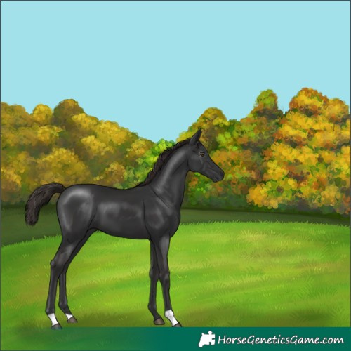 Horse Color:Gray Liver Chestnut