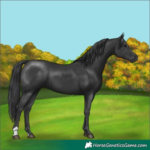 Horse Color:Black 