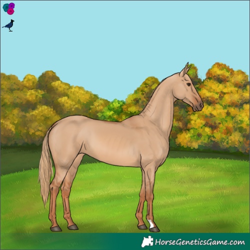 Horse Color:Red Dun 