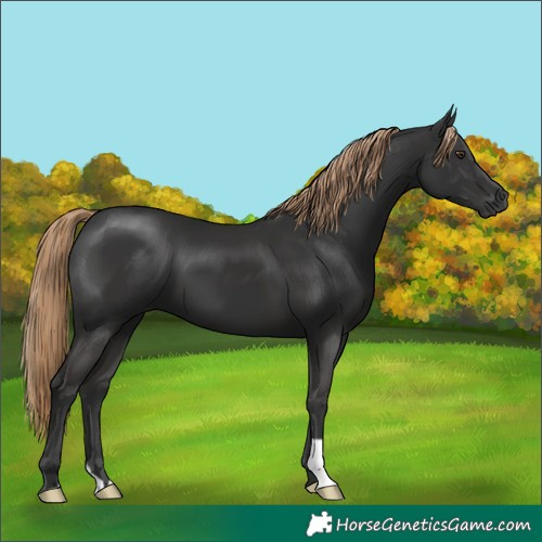 Horse Color:Gray Liver Chestnut 