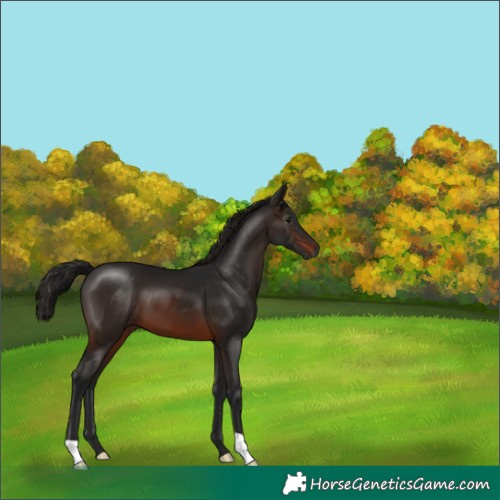 Horse Color:Gray Brown 