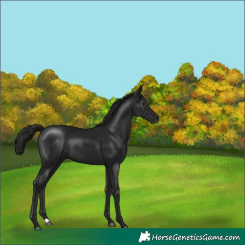 Horse Color:Gray Black 