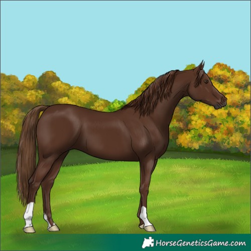 Horse Color:Gray Chestnut 