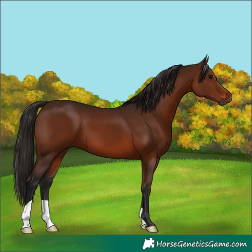Horse Color:Gray Bay 