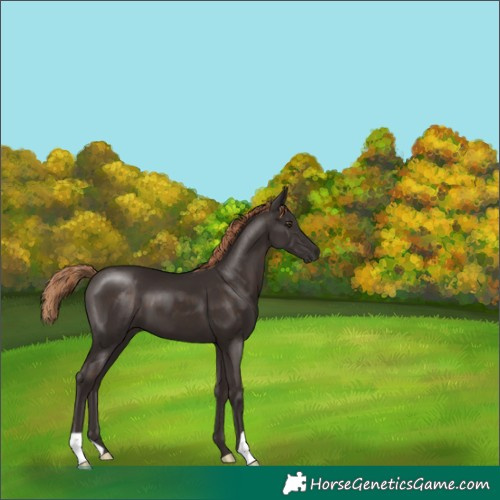 Horse Color:Liver Chestnut 