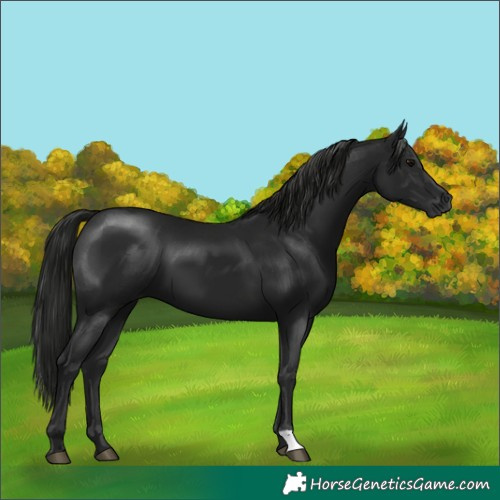 Horse Color:Gray Black 