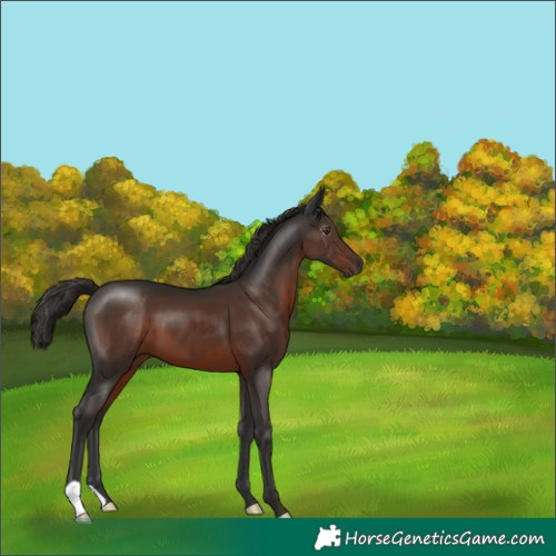 Horse Color:Gray Liver Chestnut 