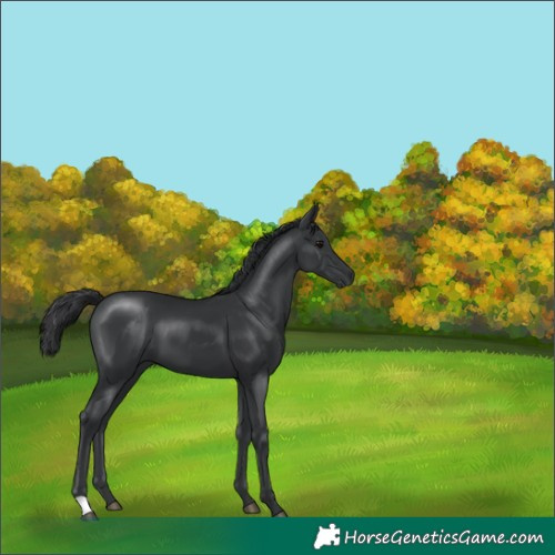 Horse Color:Black 