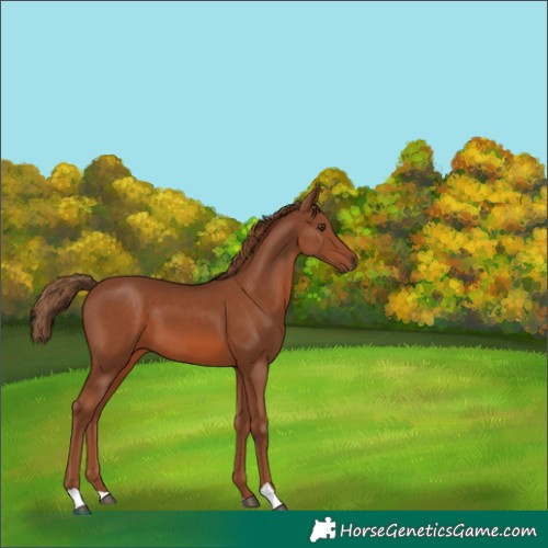 Horse Color:Chestnut 