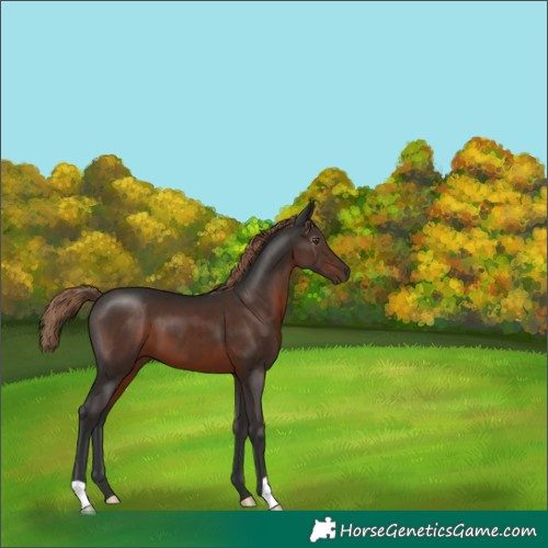 Horse Color:Gray Liver Chestnut 