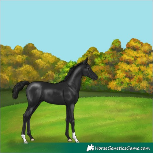Horse Color:Gray Black 