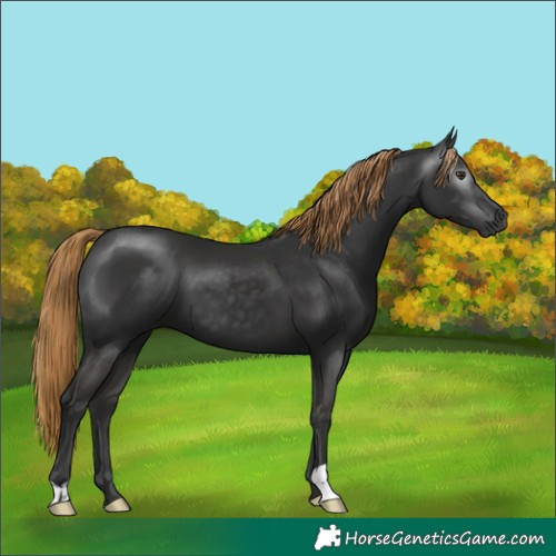 Horse Color:Gray Liver Chestnut 