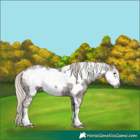 Horse Color:Silver Black Ice Frame Rabicano