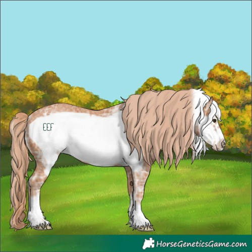Horse Color:Chestnut Ice Frame Rabicano 