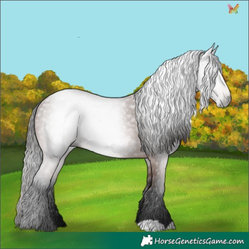 Horse Color:Gray Bay 