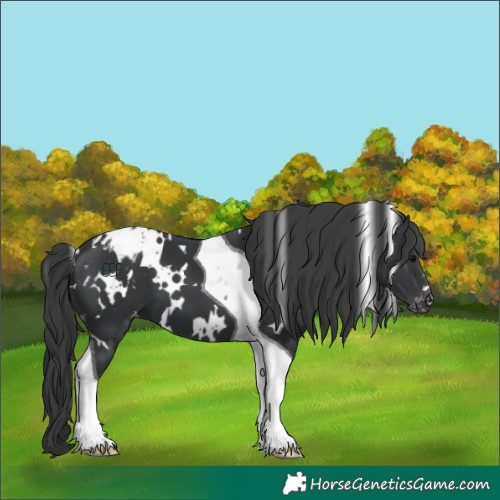 Horse Color:White Spotted Black Tobiano Appaloosa