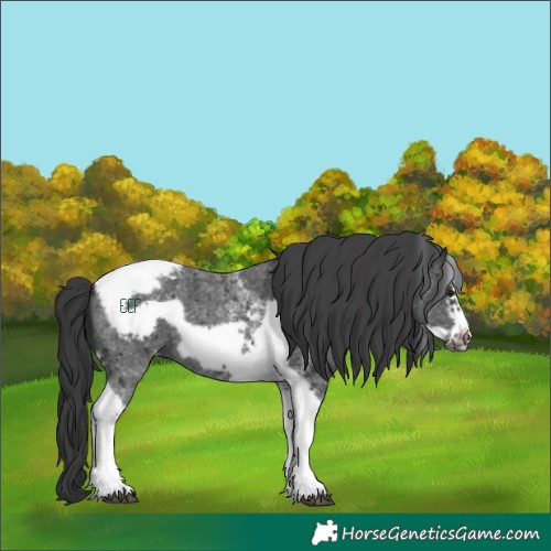 Horse Color:Black Sabino Tobiano Frame Blanket 