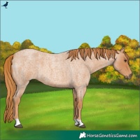 Horse Color:Red Roan 